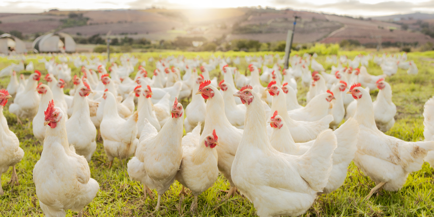 Global Vet Solutions